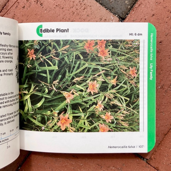 1985 Nature Bound Pocket Field Guide Edible Plant Identification Survival Guide - Picture 5 of 12